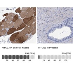 myozenin 3 Antibody, Novus Biologicals:Antibodies:Primary Antibodies